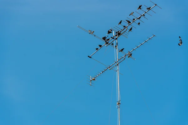 Troupeau d'oiseaux sur l'antenne de télévision — Photo