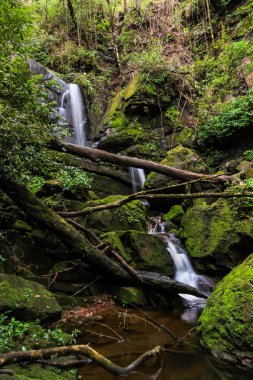 güzel küçük şelale orman