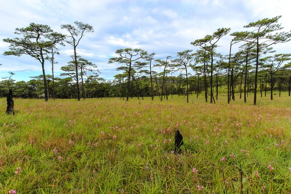 Green grass field and pine tree with cloudy sky. — Stock Photo, Image