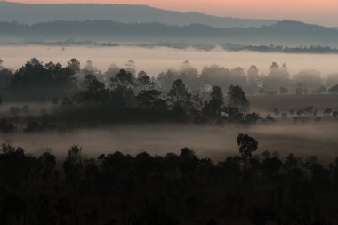 Dağ ormanları, sabahleyin kapsayan sis