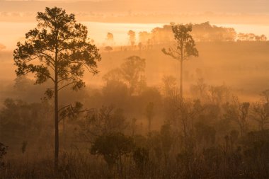 bir sabah ışıkları ile yeşil orman