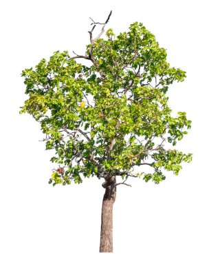 Single green tree isolated on white background with clipping path and alpha channel