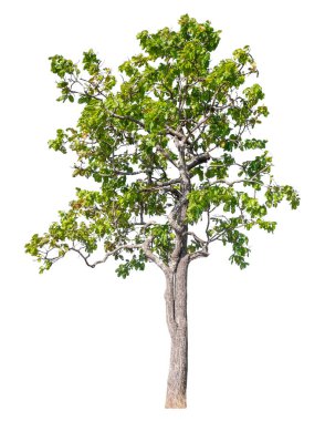 Single green tree isolated on white background with clipping path and alpha channel