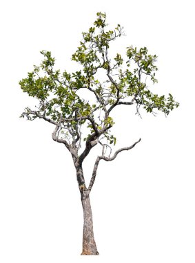 Single green tree isolated on white background with clipping path and alpha channel