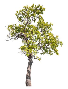 Kırpma yolu ve alfa kanalı olan tek ağaç beyaz arkaplanda izole edildi