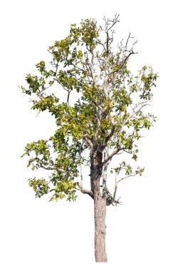 Single green tree isolated on white background with clipping path and alpha channel 