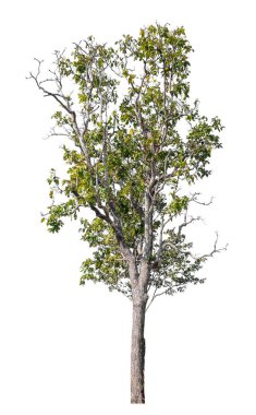 Kırpma yolu ve alfa kanalı olan tek ağaç beyaz arkaplanda izole edildi