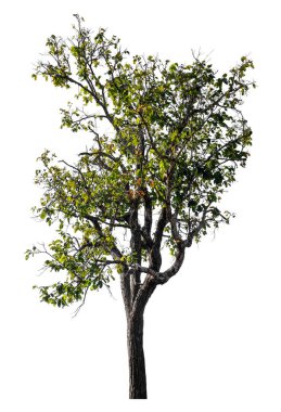 Kırpma yolu ve alfa kanalı olan tek ağaç beyaz arkaplanda izole edildi