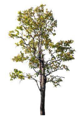 Kırpma yolu ve alfa kanalı olan tek ağaç beyaz arkaplanda izole edildi