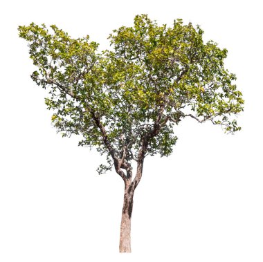 Kırpma yolu ve alfa kanalı olan tek ağaç beyaz arkaplanda izole edildi