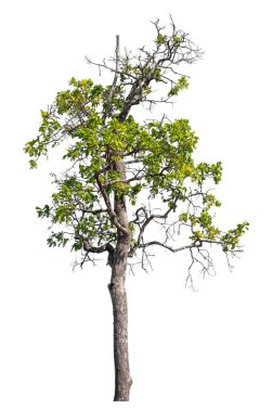 Single green tree isolated on white background with clipping path and alpha channel 