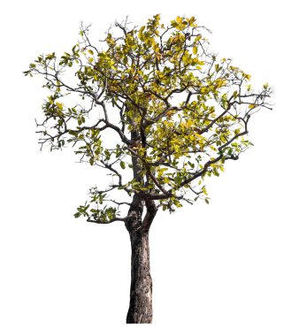 Kırpma yolu ve alfa kanalı olan tek ağaç beyaz arkaplanda izole edildi