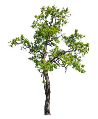 Single green tree isolated on white background with clipping path and alpha channel