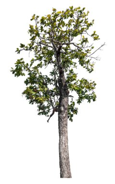 Kırpma yolu ve alfa kanalı olan tek ağaç beyaz arkaplanda izole edildi