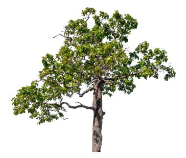 Single green tree isolated on white background with clipping path and alpha channel 