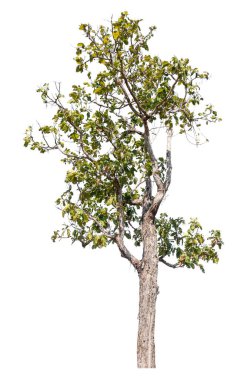 Kırpma yolu ve alfa kanalı olan tek ağaç beyaz arkaplanda izole edildi