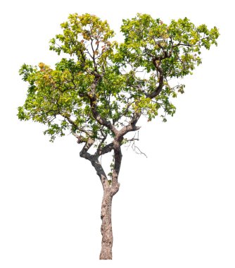 Kırpma yolu ve alfa kanalı olan tek ağaç beyaz arkaplanda izole edildi