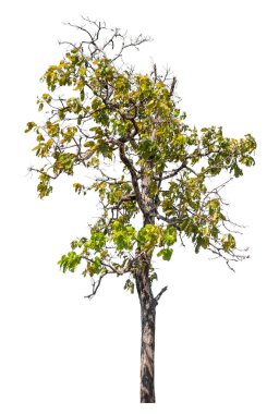 Kırpma yolu ve alfa kanalı olan tek ağaç beyaz arkaplanda izole edildi