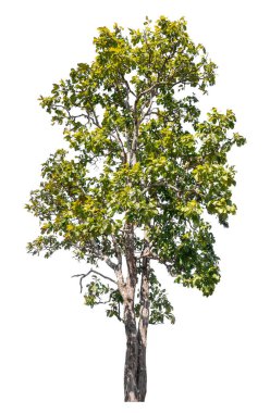 Kırpma yolu ve alfa kanalı olan tek ağaç beyaz arkaplanda izole edildi 