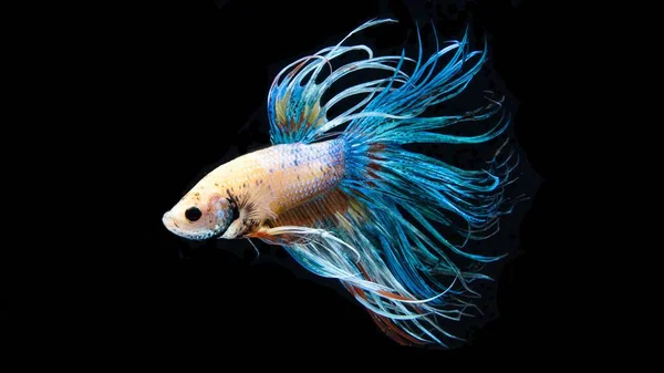 Betta, Siamese fighting fish, beautiful fish from Thailand, black background with beautiful tail.