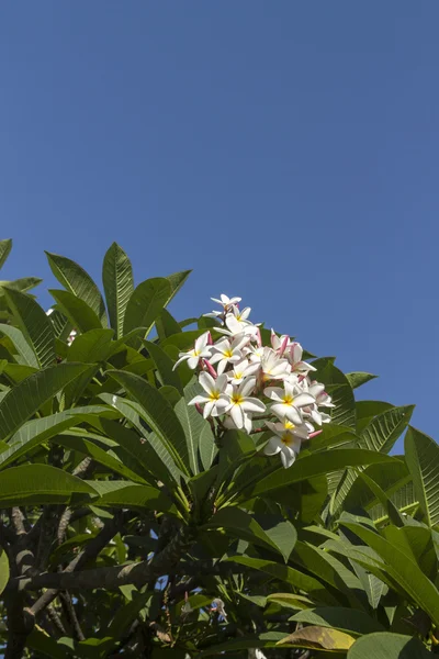 Plumeria — Foto Stock