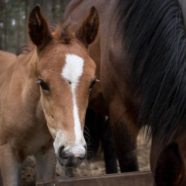 Annemin yanındaki midillinin yakın çekimi.