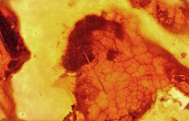 Baltık amber, reçine kesimleri