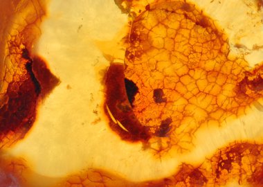 Baltık amber, reçine kesimleri