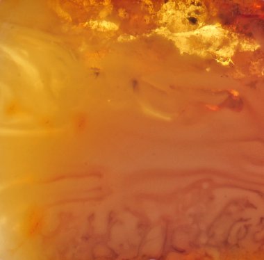 Baltık amber, reçine kesimleri