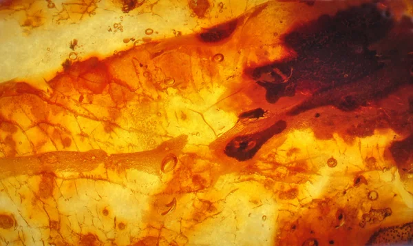 Baltic amber, pryskyřice segmenty — Stock fotografie