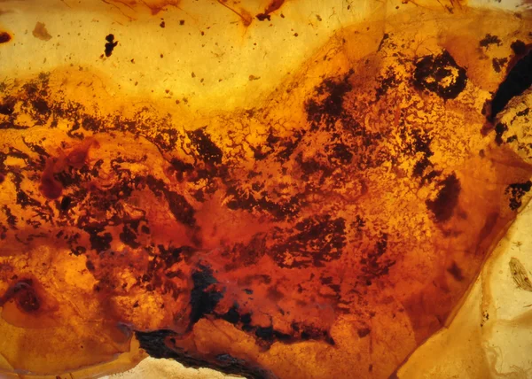 Baltic amber, pryskyřice segmenty — Stock fotografie