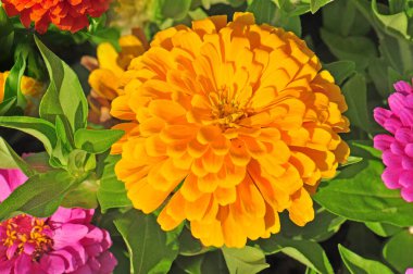 Rengarenk çiçekli bahçe