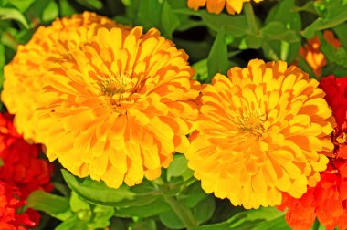 Rengarenk çiçekli bahçe