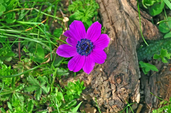 Fleurs Dans Forêt Les Jardins Printemps — Photo