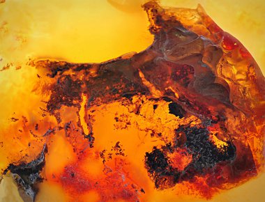 Baltık kehribarı, reçine segmentleri, fosil milyonlarca yıl