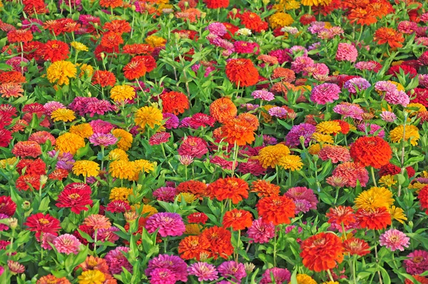 Kert Sokszínű Gyönyörű Virágokkal — Stock Fotó