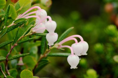 Yaban mersini çalı çiçek açan