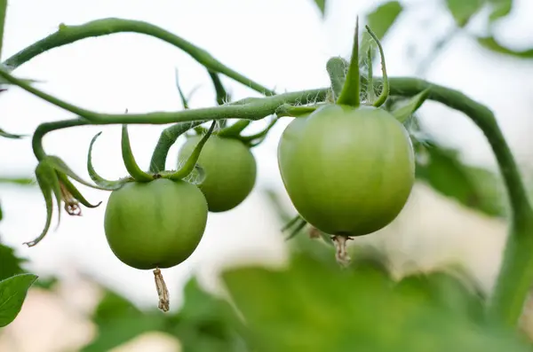 Green tomatoes Stock Image