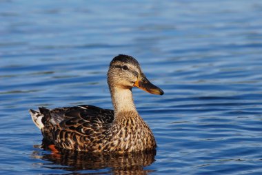 Ördek gölde yüzüyor.