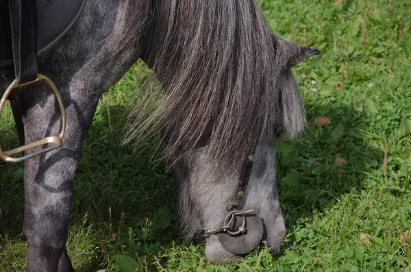 Pony makan rumput — Stok Foto