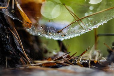 Orman ağındaki çiy damlalarının parıltısı