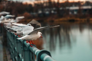 Akşamları nehrin arka planında oturan kuşlar
