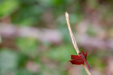 Kırmızı bir yusufçuk bir ağaç dalına tünemiş, yusufçuğun konumu diğer elementler için bulanık olan diğer bölgelerle birlikte bir köşede.