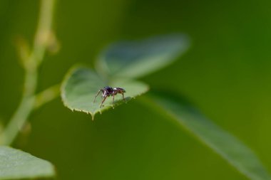 Bulanık yeşil bir arka planda, gül yaprağının tepesine tünemiş zıplayan örümcek.