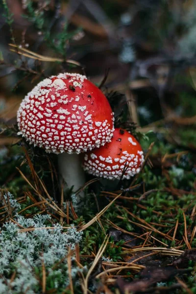 Sinek agaric bir ormanda