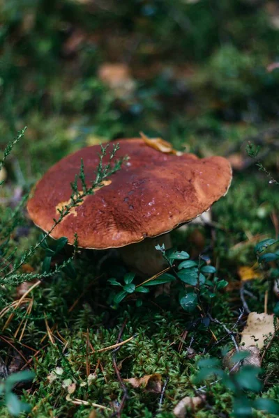 Ormandaki boletus