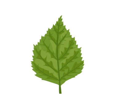 Tropikal canavarlar vektör bırakır. Soyut Vektör illüstrasyonu. Canavar bitkisi yaprakları