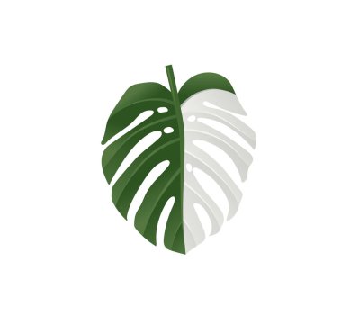 Monstera 'nın çeşitli yapraklarının tasviri