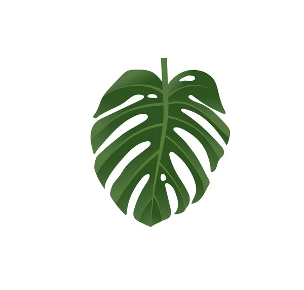 Illustration Der Monstera Tropischen Blätter Auf Weißem Hintergrund Vektor — Stockvektor