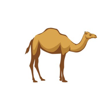 Beyaz arkaplan vektöründeki Arap deve hayvanının çizimi